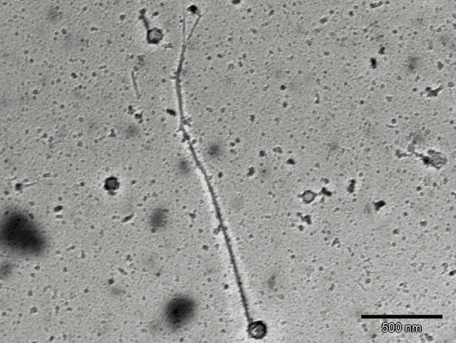 50 nm bead with actin under TEM