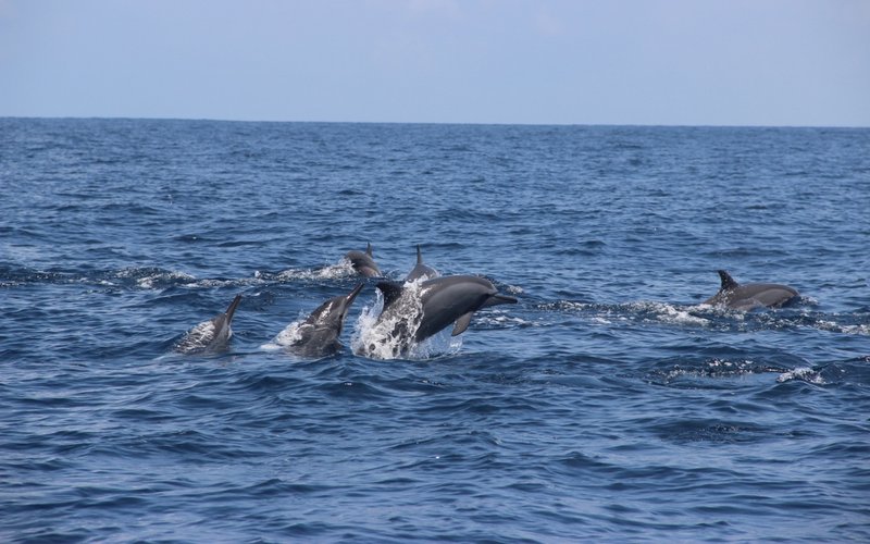 2014 - Maldives
